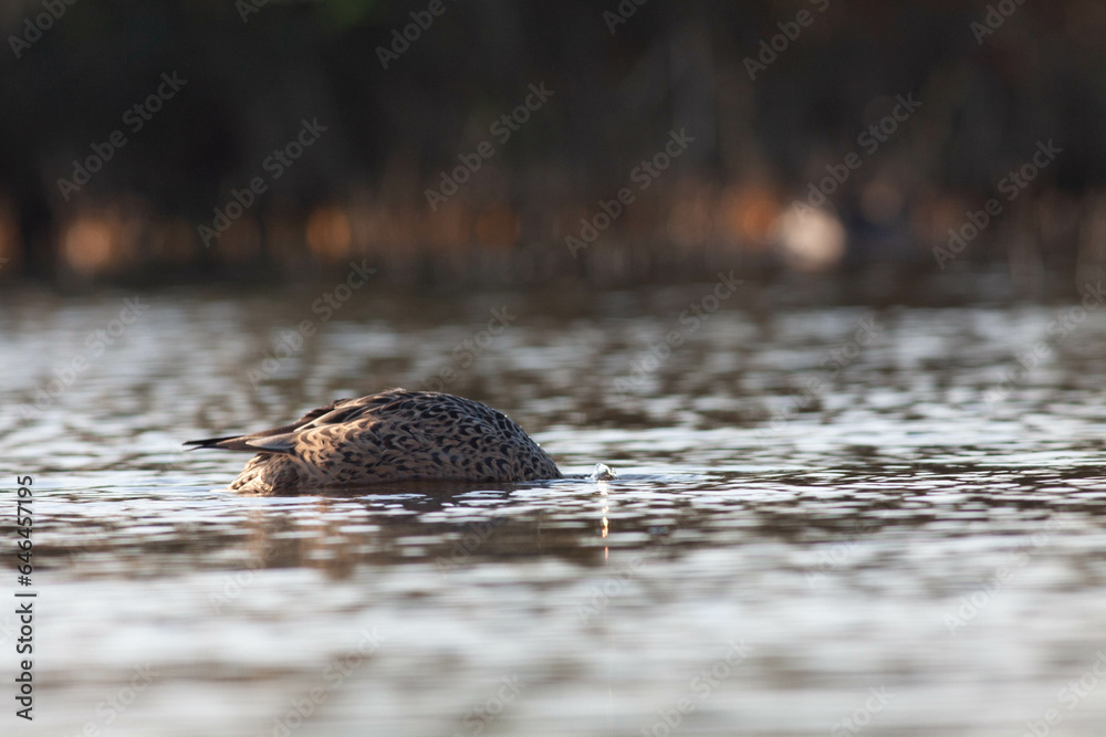 Fototapeta premium Goose