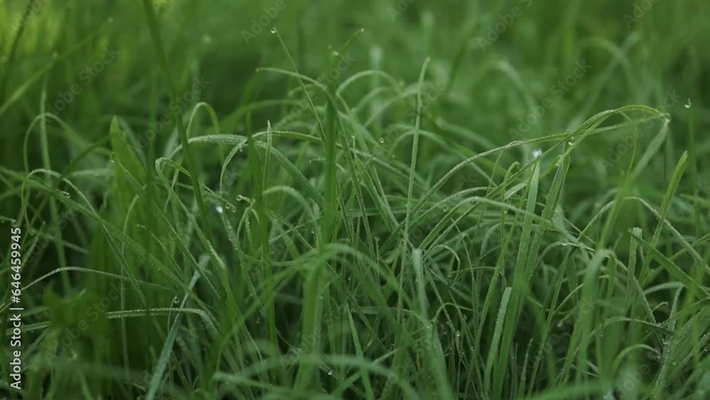 Natural meadow grass slowly swayed by wind blow. The beautiful green swaying grass field is relaxing & romantic. It waving along wind breeze. Green environment concept. High quality FullHD footage Natural meadow grass slowly swayed by wind blow. The beautiful green swaying grass field is relaxing & romantic. It waving along wind breeze. Green environment concept. High quality FullHD footage