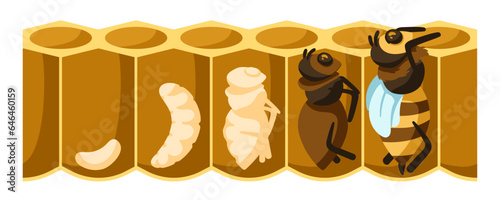 Cartoon bee life cycle. Development process from bee egg, larvae, pupation stage to emerging bee vector illustration