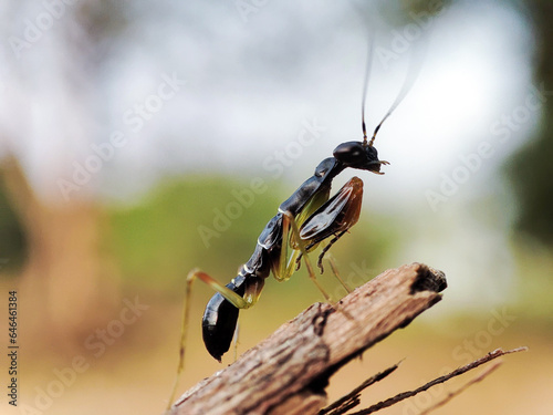 mantis ants that live on wild plants with small bodies