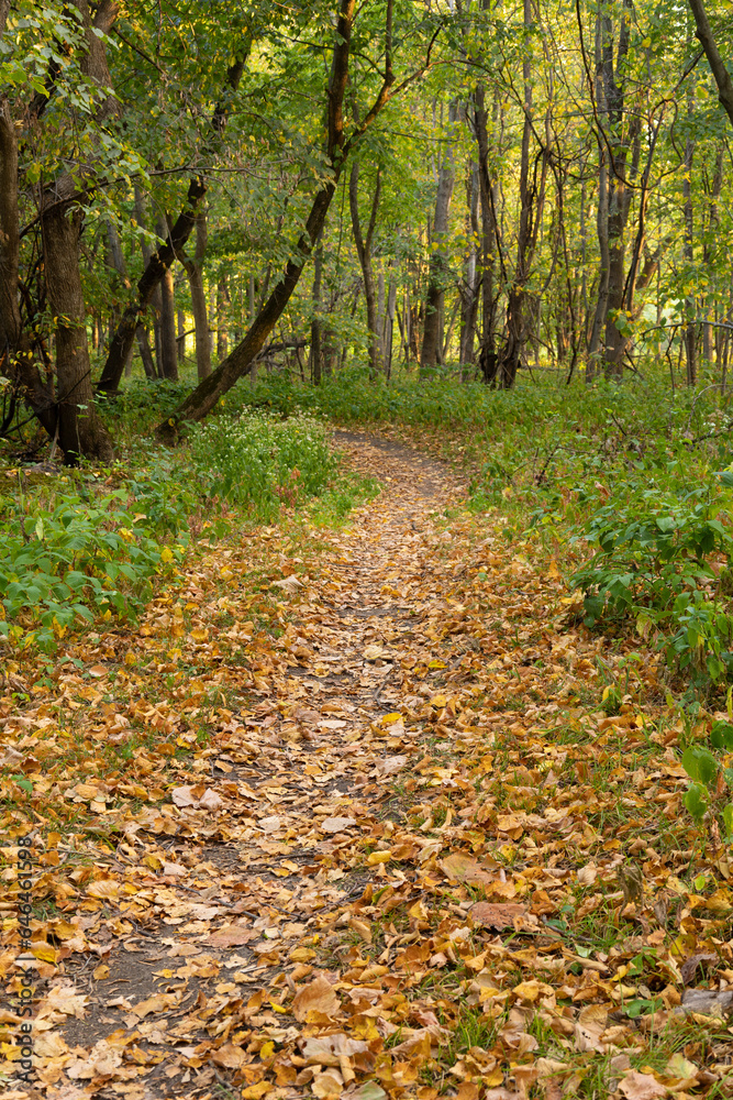 path in autumn forest path in autumn forest