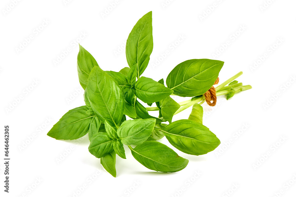 Basil leaves, isolated on white background. Basil leaves, isolated on white background.