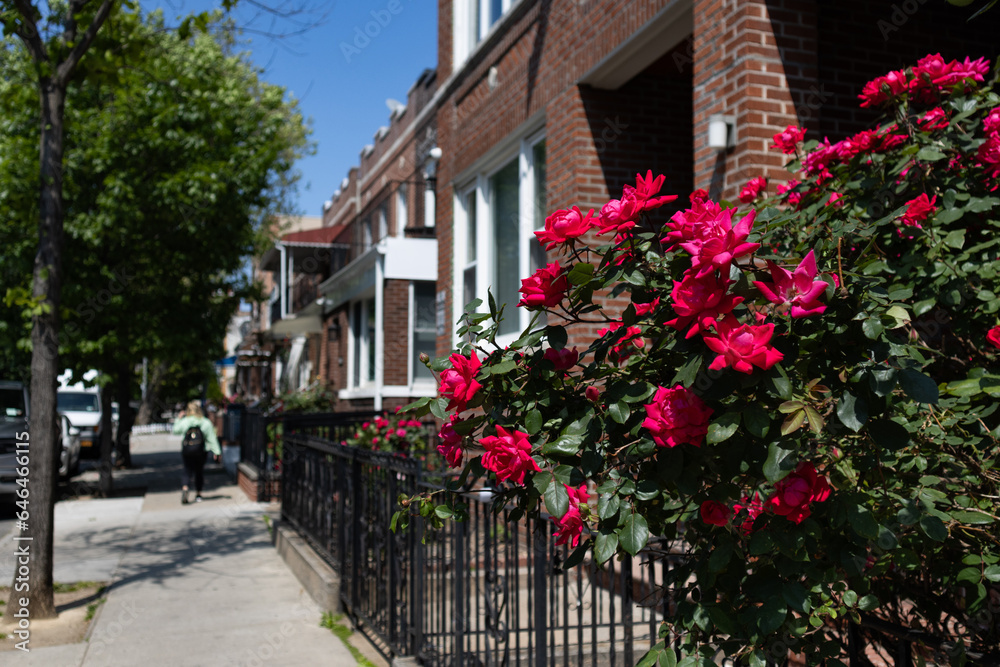 Beautiful Red Rose Bush along a Row of Old Brick Homes in Astoria Queens New York during Spring