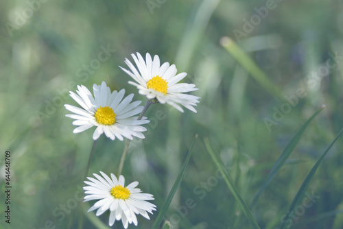 Delicate white chamomile flowers or Bellis perennis in the garden. Floral background  selective focus