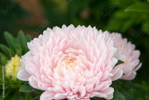 gently pink large aster flowers on a blurred green nature background. Spring background. Close-up