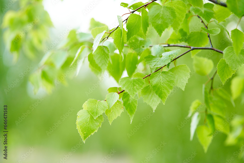 Floral spring background. Birch branch on green bokeh background.  Close-up. Nature. 