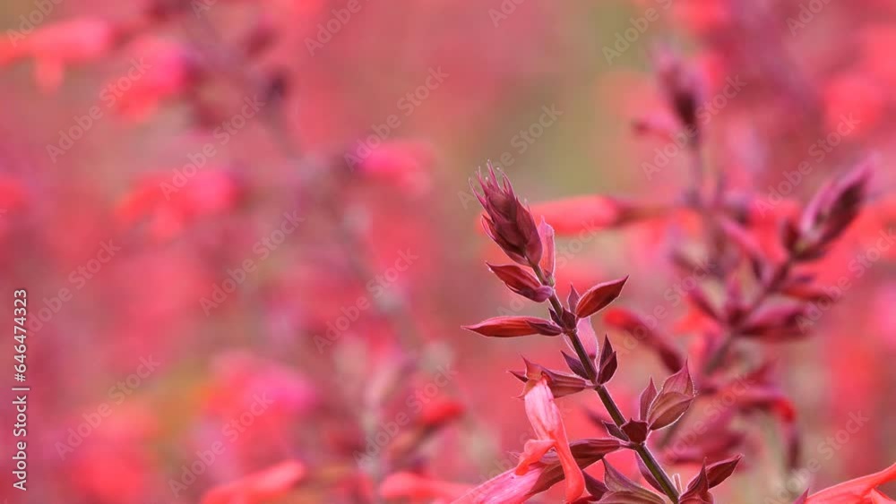 Salvia flower garden with one spike with buds in foreground and busy bees in background Salvia flower garden with one spike with buds in foreground and busy bees in background