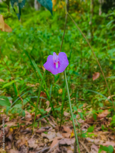 The butterfly pea flower has a characteristic blue, purple and white color and is often grown to decorate fences. People often use this plant as food and traditional medicine.