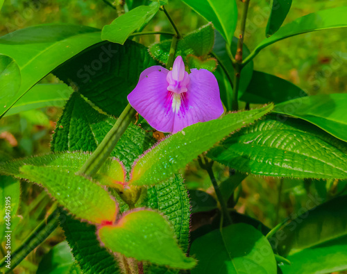 The butterfly pea flower has a characteristic blue, purple and white color and is often grown to decorate fences. People often use this plant as food and traditional medicine.