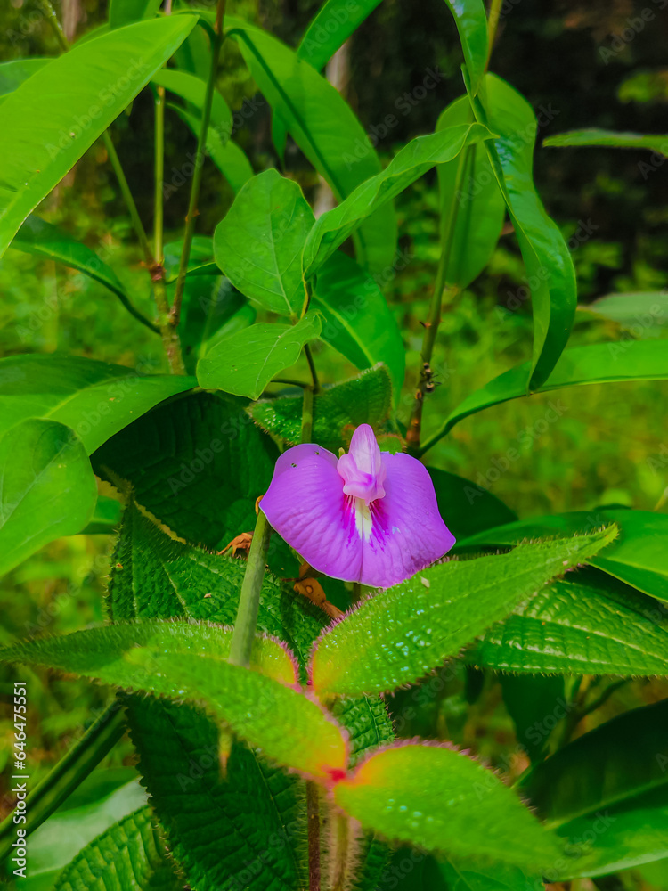 The butterfly pea flower has a characteristic blue, purple and white color and is often grown to decorate fences. People often use this plant as food and traditional medicine. The butterfly pea flower has a characteristic blue, purple and white color and is often grown to decorate fences. People often use this plant as food and traditional medicine.