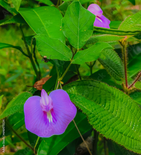 The butterfly pea flower has a characteristic blue, purple and white color and is often grown to decorate fences. People often use this plant as food and traditional medicine.