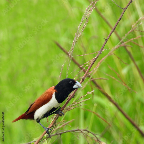 Tricolored Finch (munia)