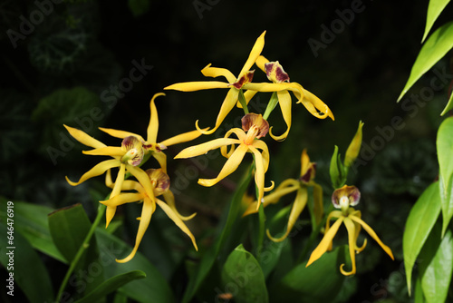Blooming Encyclia Cochleata Octopussy orchid flower photo
