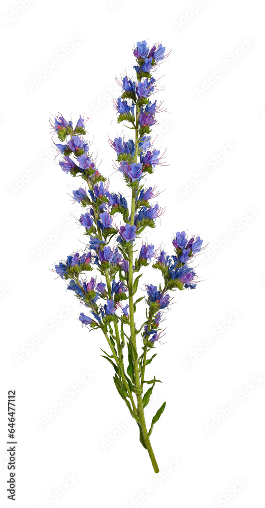 Wildflower Echium vulgare isolated on white background.