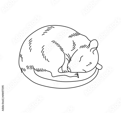 Vector isolated one single sleeping rat mouse mice  colorless black and white contour line easy drawing