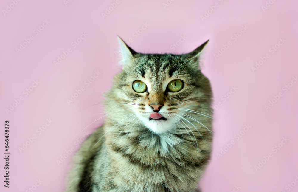Portrait of charming gray tabby playful cat. Space for copying text. Isolated on solid pink background. Concept about domestic animals