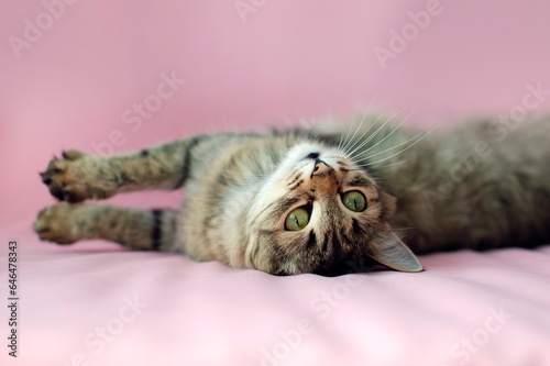 Portrait of charming gray tabby playful cat. Space for copying text. Isolated on solid pink background. Concept about domestic animals