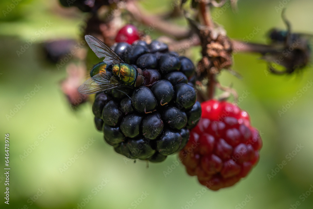 Blackberry fruit fly in detail. Blackberry fruit fly in detail.