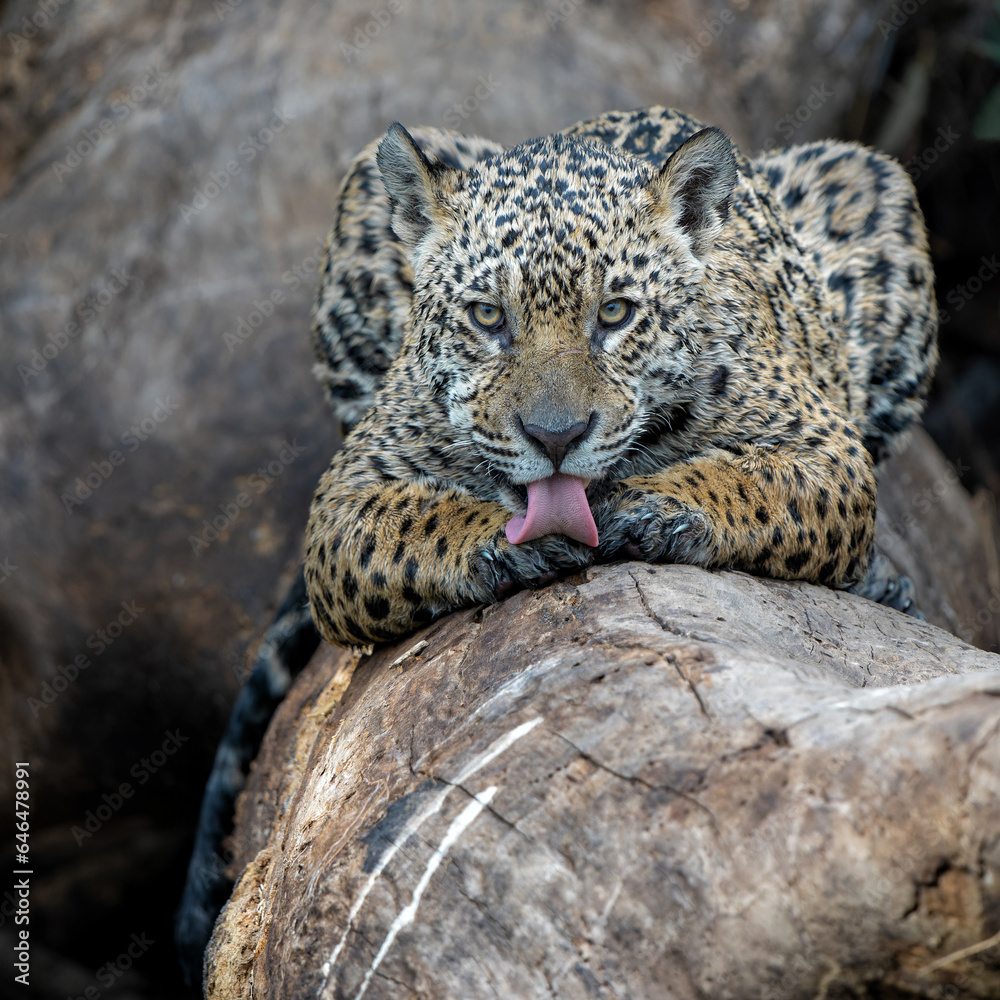 Fototapeta premium Jaguar (Panthera onca) resting in a tree in the wetlands of the Northern Pantanal in Mata Grosso in Brazil