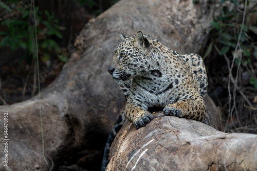 Jaguar  Panthera onca  resting in a tree in the wetlands of the Northern Pantanal in Mata Grosso in Brazil