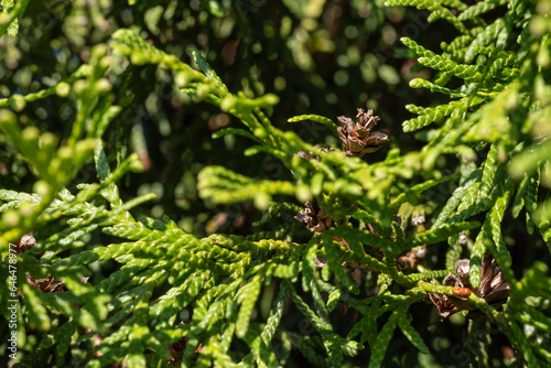 The blossomed flowers of the thuja tree.