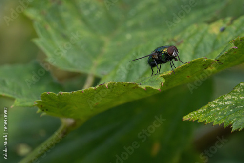 A fly on a green leaf. © lapis2380