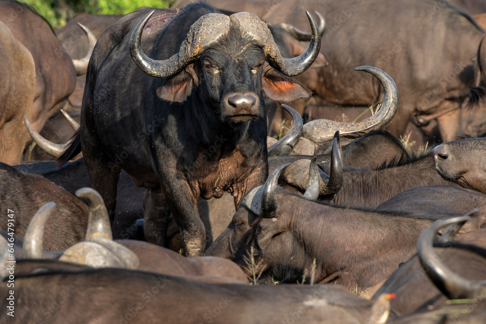 Buffalo herd resting in Manyeleti Game Reserve in the Greater Kruger Region in South Africa Buffalo herd resting in Manyeleti Game Reserve in the Greater Kruger Region in South Africa