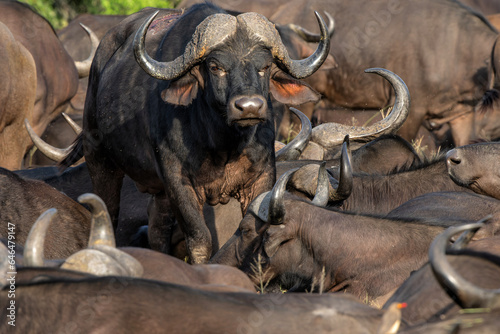 Buffalo herd resting in Manyeleti Game Reserve in the Greater Kruger Region in South Africa