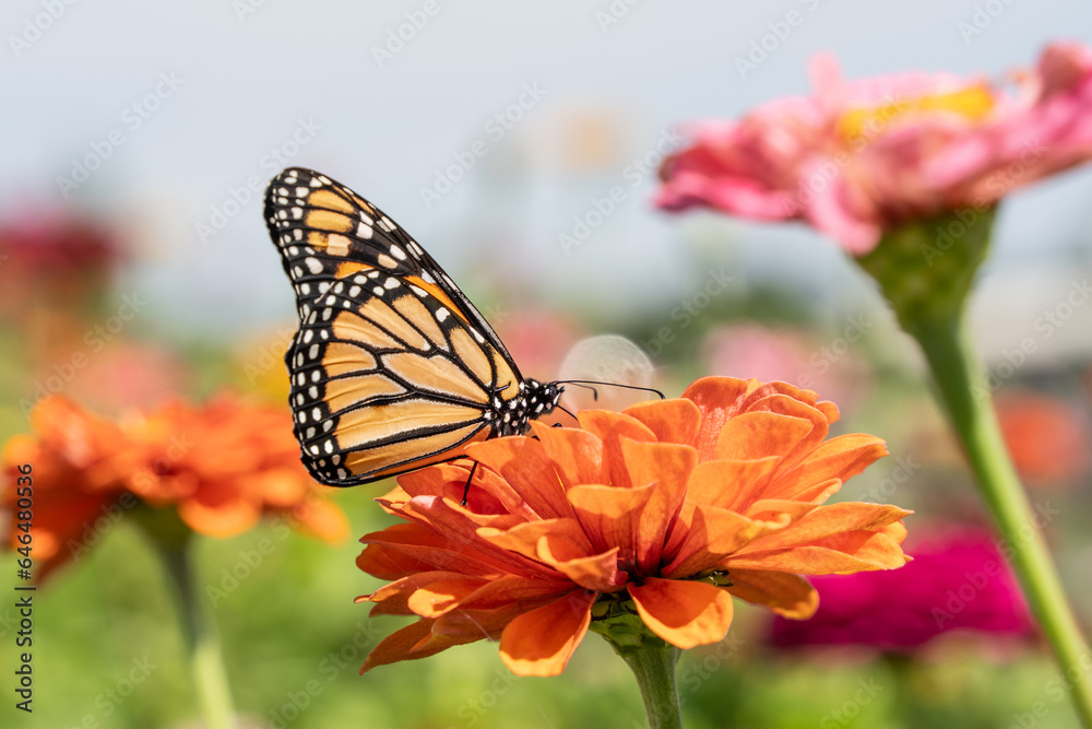 Close-up of beautiful Monarch Butterfly, Danaus Plexippus, on bright orange Close-up of beautiful Monarch Butterfly, Danaus Plexippus, on bright orange