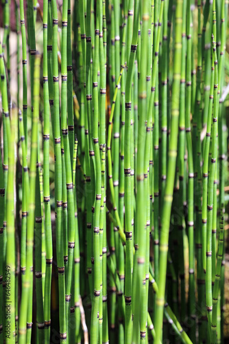 Closeup of a Rough Horsetail plant stems, Yorkshire England 