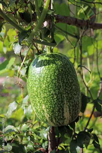 Closeup of a Cidra fruit, Yorkshire England
 photo