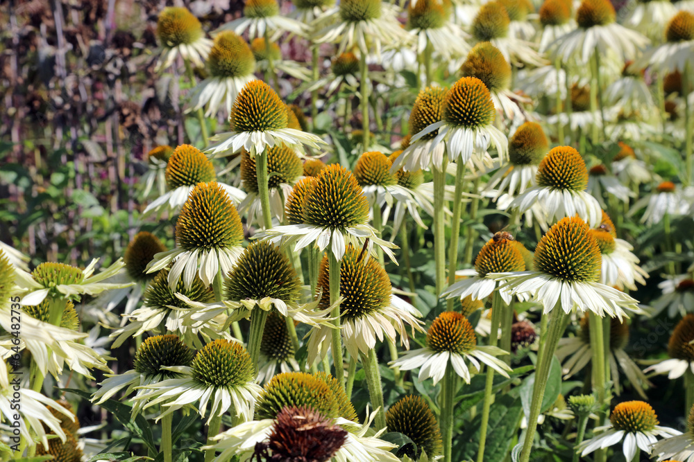 Closeup of white Purple Coneflower blooms, Yorkshire England
Closeup of white Purple Coneflower blooms, Yorkshire England