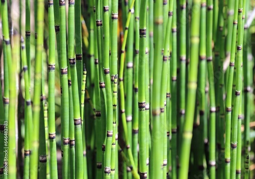 Macro image of a Rough Horsetail plant stems  Yorkshire England 