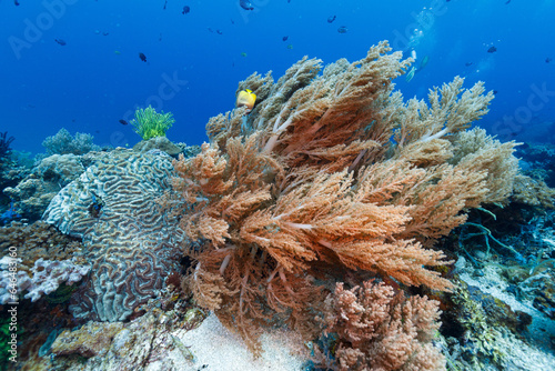 Fototapeta Naklejka Na Ścianę i Meble -  a underwater photo of tropical coral reef of the Philippine