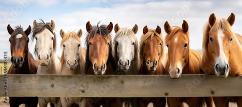Fotografia lineup of horses - horses putting their heads together - equestrian group - hors