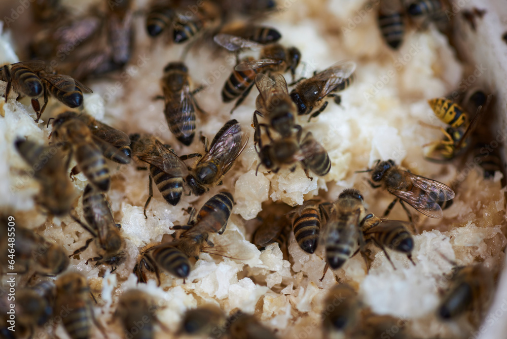 Bienen auf Wachsresten Bienen auf Wachsresten