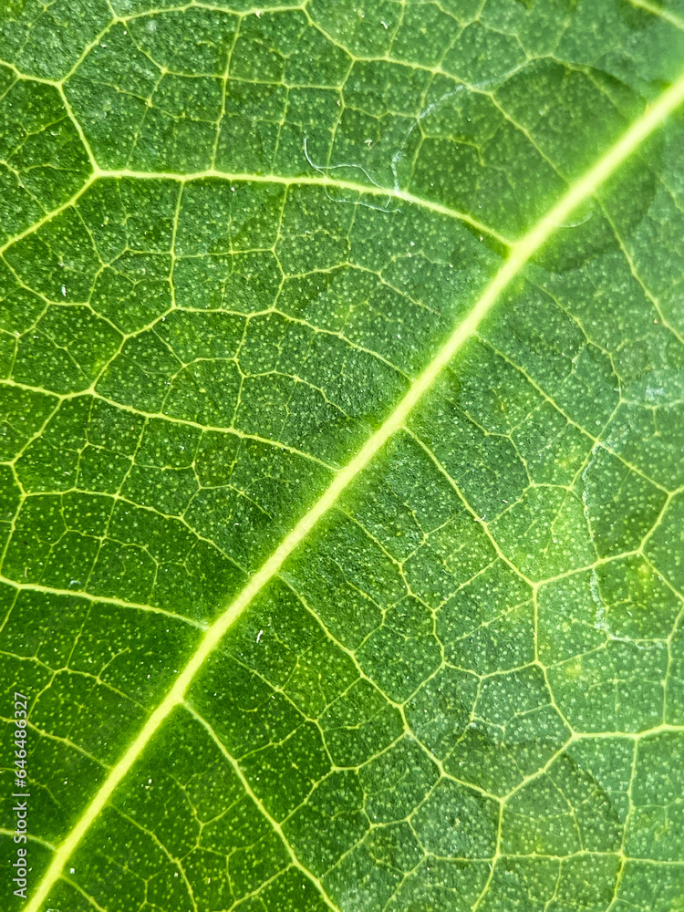 Close-up leaf. Macro photography. Close-up young green leaf texture ( teak leaf ) Close-up leaf. Macro photography. Close-up young green leaf texture ( teak leaf )