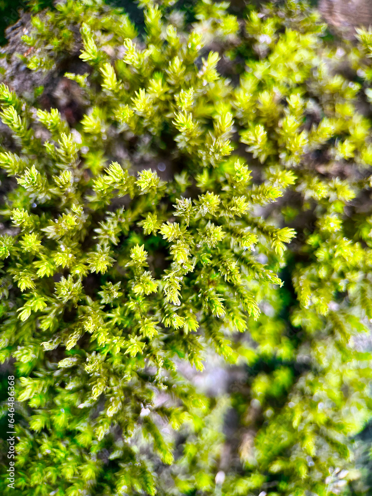 Macro shot of natural moss. Beautiful bright green mossy texture. Green moss close up Macro shot of natural moss. Beautiful bright green mossy texture. Green moss close up