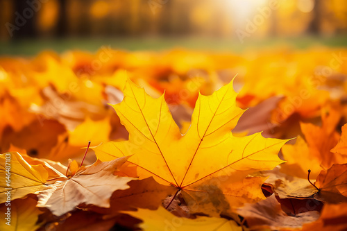 Yellow maple leaves on the ground, a carpet of fallen leaves. Autumn landscape with golden trees in the park on a sunny day. An atmosphere of calm. Beautiful autumn blurred background. Copy space.