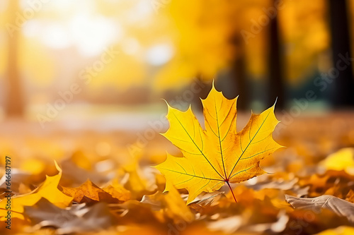 Yellow maple leaves on the ground  a carpet of fallen leaves. Autumn landscape with golden trees in the park on a sunny day. An atmosphere of calm. Beautiful autumn blurred background. Copy space.