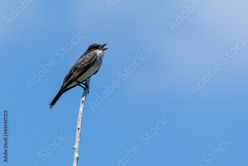 An Eastern Kingbird perched on a branch. Species Tyrannus tyrannus. Bird lover. Birdwaching. Animal wolrd. photo