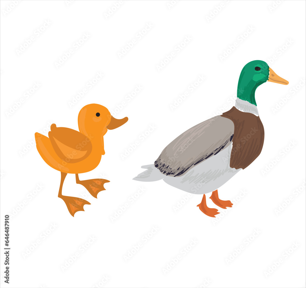 Life cycle of duck vector. Developmental process of duck vector illustration