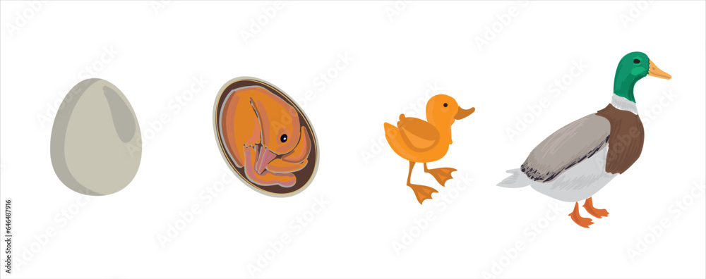 Life cycle of duck vector. Developmental process of duck vector illustration