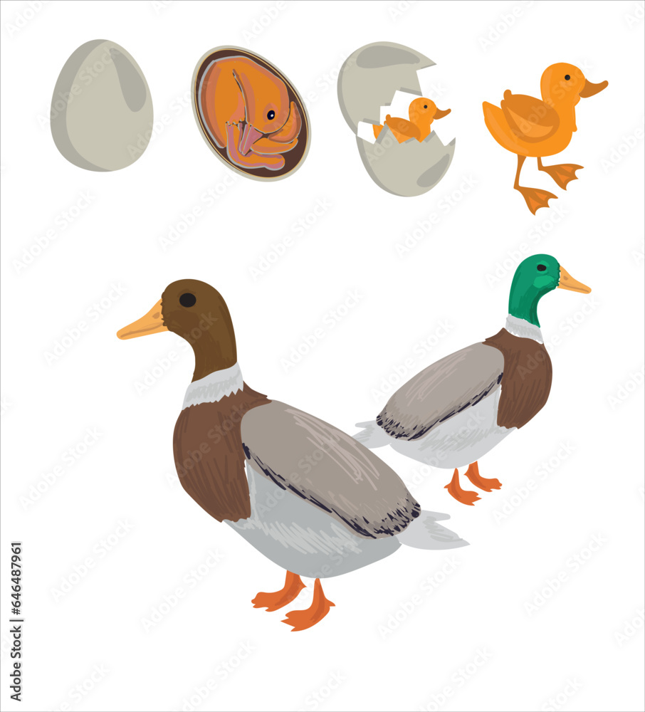 Life cycle of duck vector. Developmental process of duck vector
