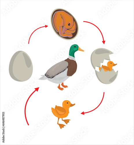 Life cycle of duck vector. Developmental process of duck vector illustration