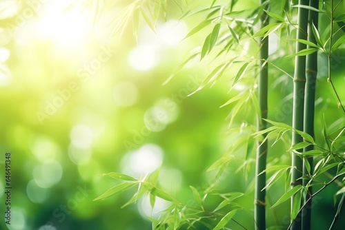 Bamboo forest with natural light in blur style. Bamboo green leaves with bokeh in forest.