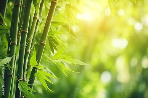 Bamboo forest with natural light in blur style. Bamboo green leaves with bokeh in forest.
