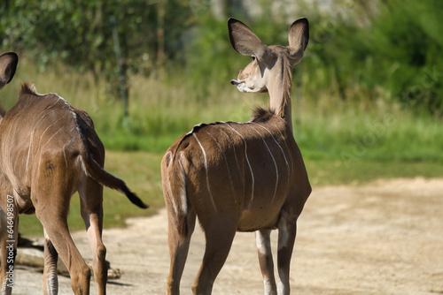 Lesser kudu in the Paris zoologic park  formerly known as the Bois de Vincennes  12th arrondissement of Paris  which covers an area of 14.5 hectares