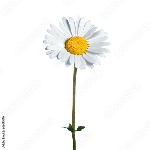 one white chamomile daisy flower , png file of isolated cutout object on transparent background.