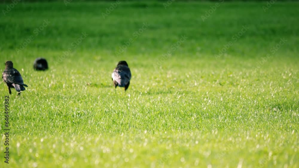 Crows hopping across green grass lawn looking for food Crows hopping across green grass lawn looking for food